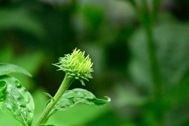 Güneşli yaz gününde bahçede yetişen güzel çiçekler. 
