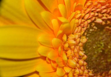 güzel gerbera bulanık arka plan, yaz konsepti, yakın görüş   