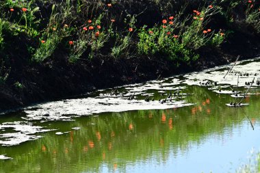 Güneşli yaz gününde nehir kıyısında yetişen güzel kırmızı gelincikler. 