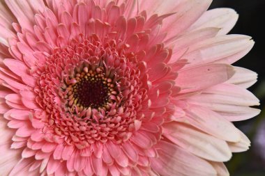 İnanılmaz çiçeklerin açtığı yere yakın.