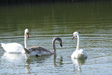 Güzel beyaz kuğular yaz günü göl yüzeyinde yüzerler. 