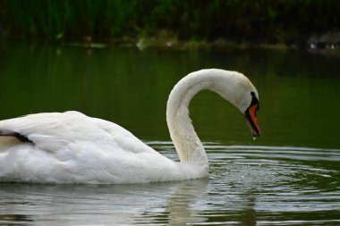 Güzel beyaz kuğu yaz günü göl yüzeyinde yüzüyor. 