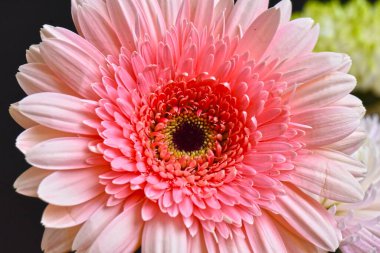 Güzel Gerbera koyu arkaplan, yaz konsepti, yakın görüş  