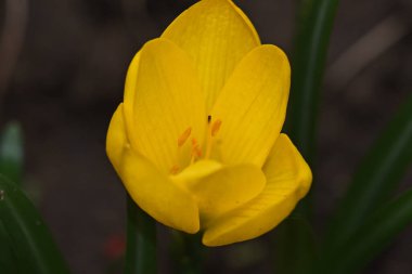 Güneşli yaz gününde bahçede yetişen güzel sarı çiçek. 
