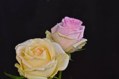 Koyu arkaplanda güzel güller, yaz konsepti, yakın manzara  