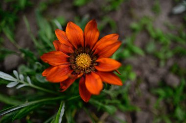 Güneşli yaz gününde bahçede yetişen güzel çiçekler. 