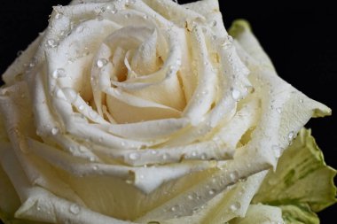 Koyu arkaplanda güzel bir gül çiçeği, yaz konsepti, yakın görüş  