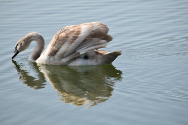 Güzel beyaz kuğu yaz günü göl yüzeyinde yüzüyor. 