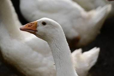 Güzel beyaz kazlar yaz günü açık havada 