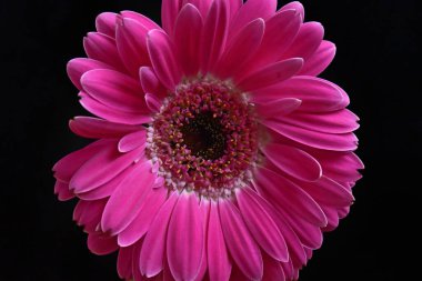 Güzel Gerbera koyu arkaplan, yaz konsepti, yakın görüş  