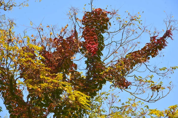Vista Ramos Árvore Outono Com Folhas Amarelas Contra Fundo Céu — Fotografia de Stock