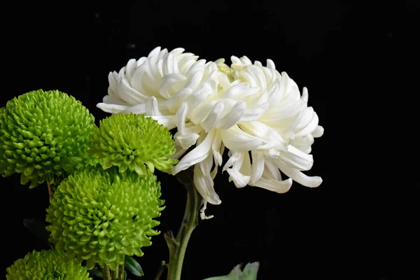 Schöne Blumen Auf Dunklem Hintergrund Sommerkonzept Nahsicht — Stockfoto