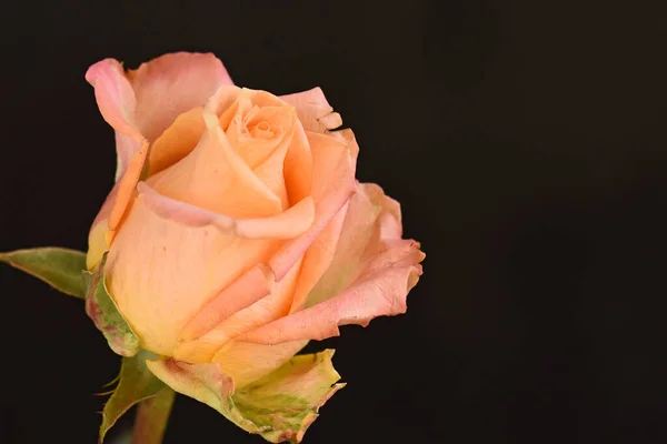 Красивая Роза Темном Фоне Летняя Концепция Близкий Вид — стоковое фото