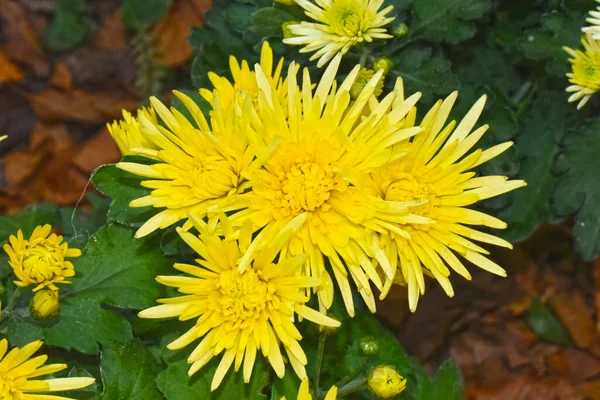 Beautiful Chrysanthemums Dark Background Summer Concept Close View — Stock Photo, Image