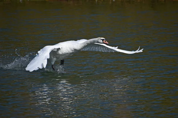 Hermoso Cisne Blanco Nadando Superficie Del Agua Del Lago Día —  Fotos de Stock