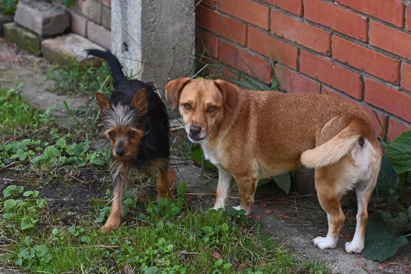 Şirin Köpekler Yaz Günü Dışarıda Eğleniyorlar — Stok fotoğraf