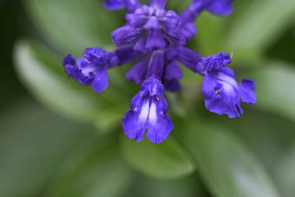 Schöne Blumen Garten — Stockfoto