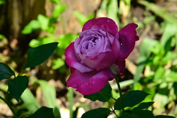 Belles Fleurs Poussant Dans Jardin Journée Ensoleillée Été — Photo