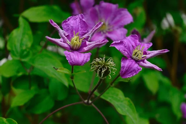 Piękne Kwiaty Clematis Ciemnym Tle Koncepcja Latem Widok Bliska — Zdjęcie stockowe