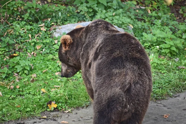 Brązowy Niedźwiedź Lesie — Zdjęcie stockowe