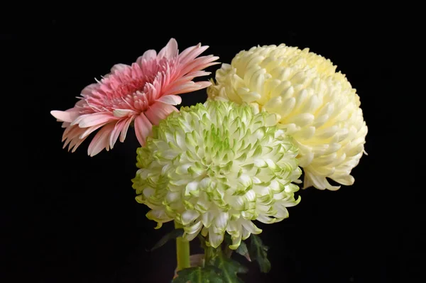 Közelről Csodálatos Virágok Virágzik — Stock Fotó