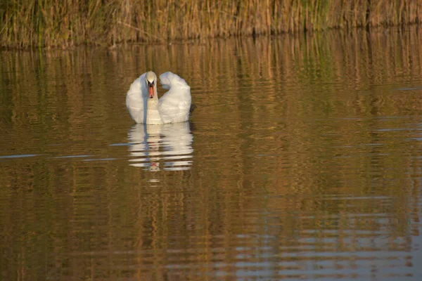 Beau Cygne Blanc Nageant Sur Surface Eau Lac Jour Été — Photo