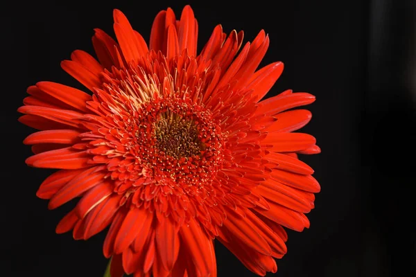 Piękna Gerbera Ciemnym Tle Koncepcja Latem Widok Bliska — Zdjęcie stockowe