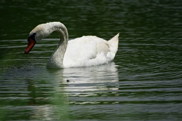 Belo Cisne Branco Nadando Superfície Água Lago Dia Verão — Fotografia de Stock