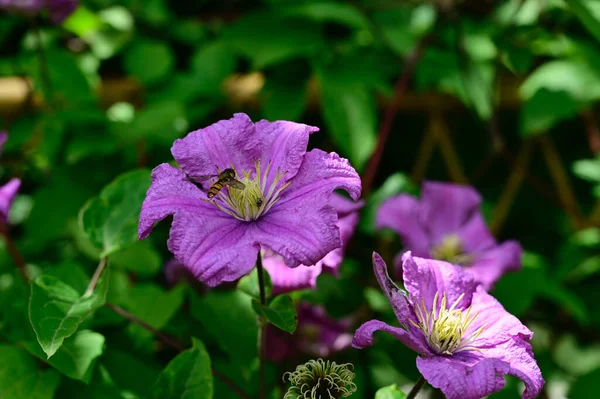 Hermoso Clematis Flores Sobre Fondo Oscuro Concepto Verano Vista Cercana — Foto de Stock