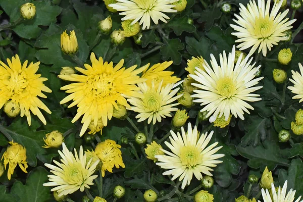 Mooie Chrysanten Donkere Achtergrond Zomerconcept Close View — Stockfoto