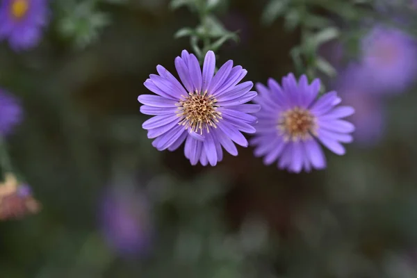 Amazing Purple Flowers Blossom Blurred Background — Stock Photo, Image