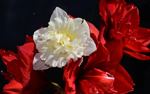 Siyah arka planda yumuşak çiçekler. Kapat..