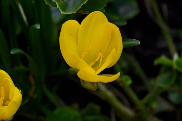 Schöne Blumen Garten — Stockfoto