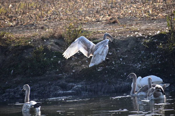 Belos Cisnes Brancos Nadando Superfície Água Lago Dia Verão — Fotografia de Stock