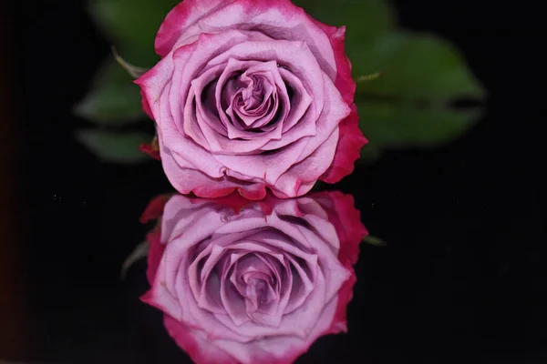 Belle Fleur Rose Avec Réflexion Sur Fond Sombre Concept Été — Photo