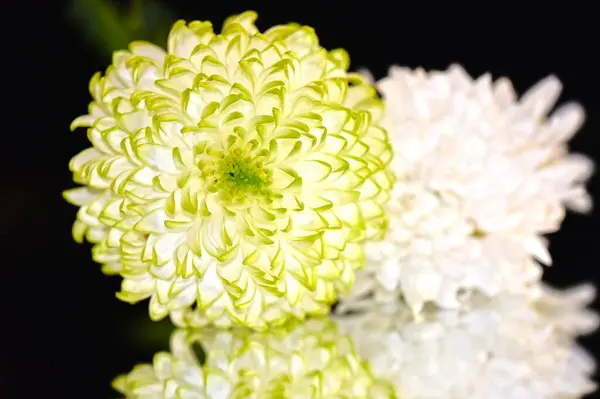 Belles Fleurs Chrysanthème Avec Des Reflets Sur Fond Sombre Concept — Photo