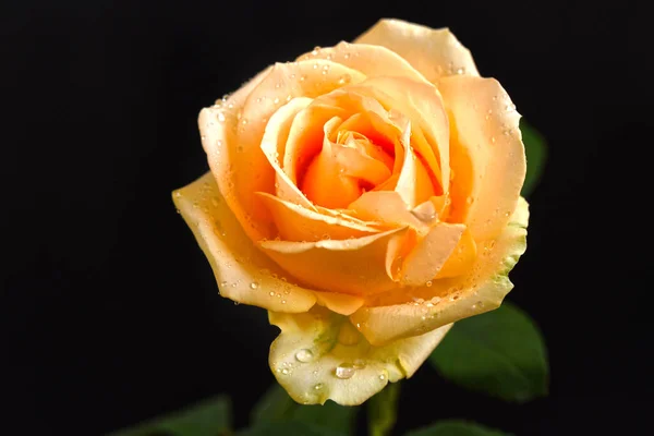 Kruche Róże Kwitną Ciemnym Tle — Zdjęcie stockowe