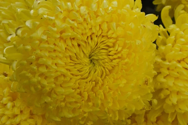 暗い背景 夏のコンセプト 近景の美しい菊 — ストック写真