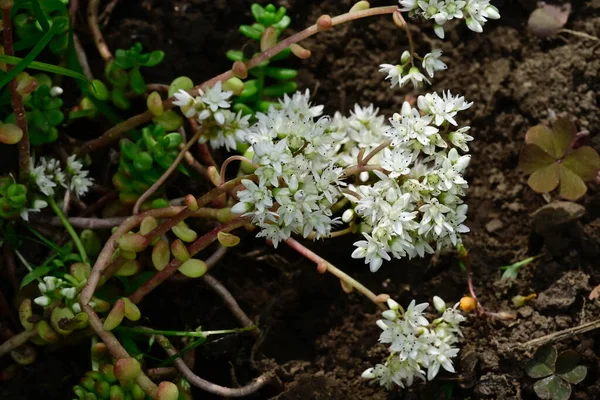 Flores Bonitas Crescendo Livre Conceito Verão Vista Próxima — Fotografia de Stock