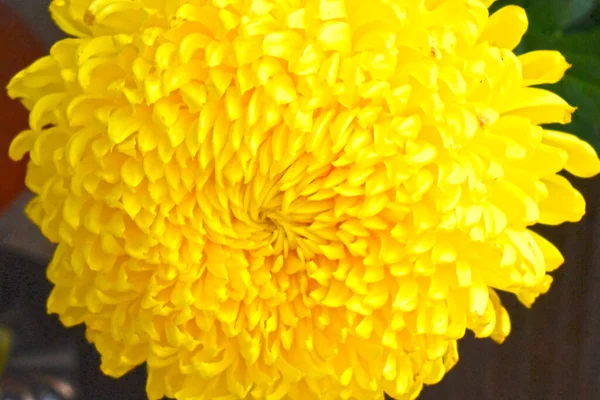 Bellissimo Crisantemo Sfondo Scuro Concetto Estivo Vista Vicino — Foto Stock