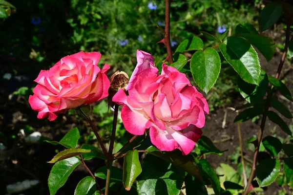 Gyönyörű Rózsák Sötét Háttérrel Nyári Koncepció Közelkép — Stock Fotó
