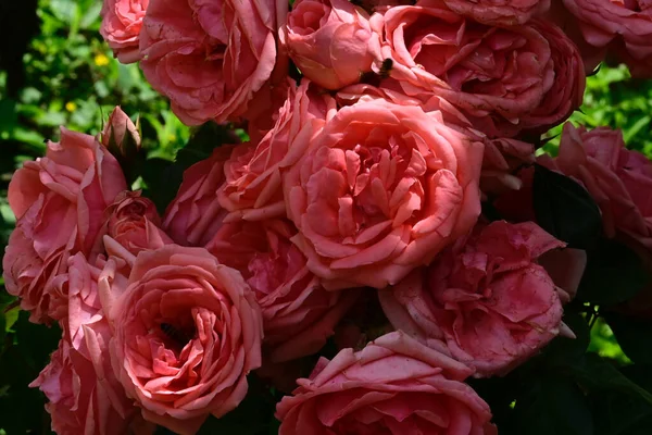 Красиві Троянди Темному Фоні Літня Концепція Близький Вид — стокове фото