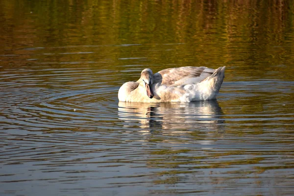 Hermosos Cisnes Blancos Nadando Superficie Del Agua Del Lago Día —  Fotos de Stock