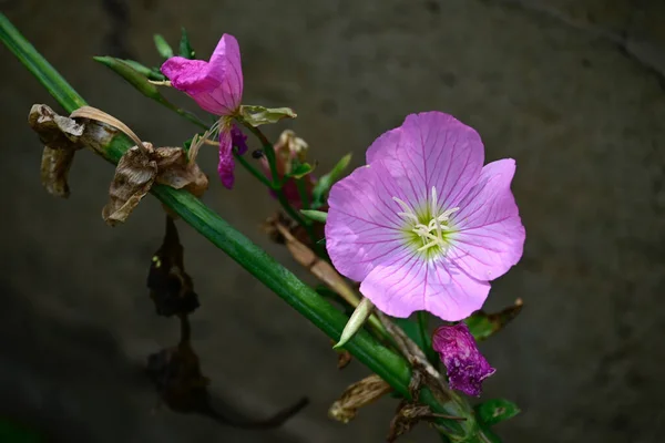 Increíbles Flores Púrpuras Florecen Sobre Fondo Borroso —  Fotos de Stock