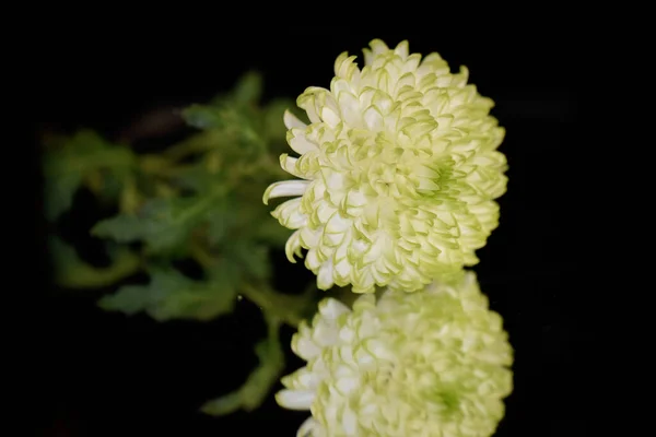 让人惊奇的花朵在附近绽放 — 图库照片