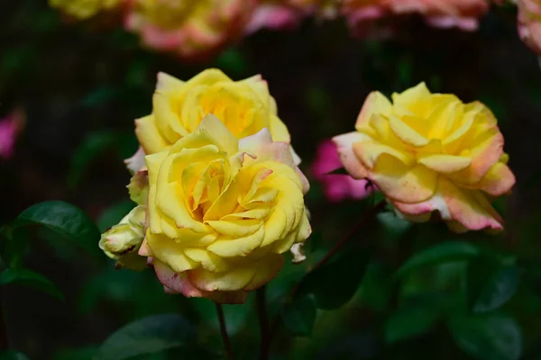 Belas Rosas Crescendo Jardim Verão Dia Ensolarado — Fotografia de Stock