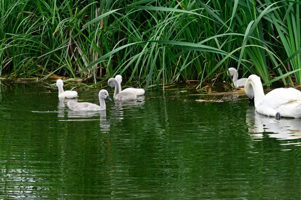 Beau Cygne Blanc Avec Des Oursons Nageant Sur Surface Eau — Photo