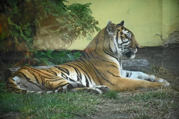 Bengal Tiger Nature — Stock Photo, Image