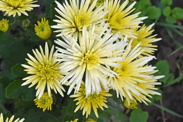 Närbild Fantastiska Blommor Blomma — Stockfoto