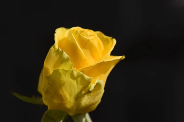 Mooie Roos Groeien Tuin Zomer Zonnige Dag — Stockfoto